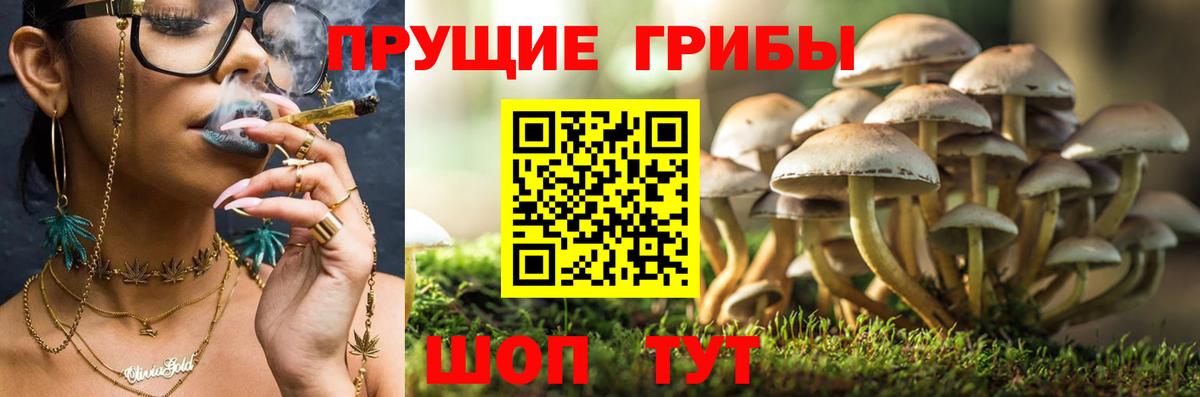 Снежинск  Галлюциногенные грибы прущие грибы  Псилоцибиновые грибы Psilocybine cubensis  Вход с VPN 